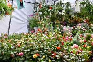 Feria del &aacute;rbol.