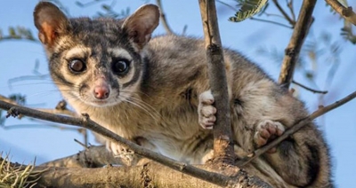 San Diego de la Union y su área natural protegida ;PEÑA ALTA, Cumple 21 años, como reserva natural.