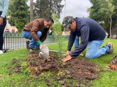 SE PLANTAN 200 ÁRBOLES EN CABECERA MUNICIPAL  EN SAN FELIPE