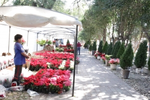 Arranca expo Noche buena y &aacute;rboles navide&ntilde;os en Dolores Hidalgo